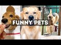 Funny Cat, Dog &amp; Animal Videos | Funny Pets Compilation - 6