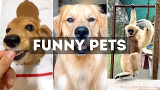 Funny Cat, Dog &amp; Animal Videos | Funny Pets Compilation - 6