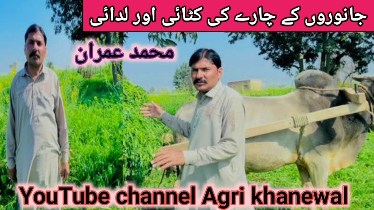 Janwron ky chry ki ladai or katai ||جانورں کے چارے کی لادیئ اور کٹائ || @Agrikhanewa ||