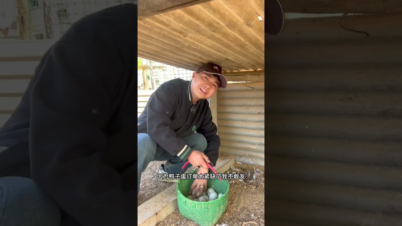 捡鸭蛋啦#我的乡村生活 #记录我的农村生活