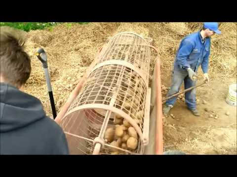 Video: Kartupeļu šķirne Adretta - Sugas Apraksts, Kopšana Un Citi Svarīgi Aspekti + Foto