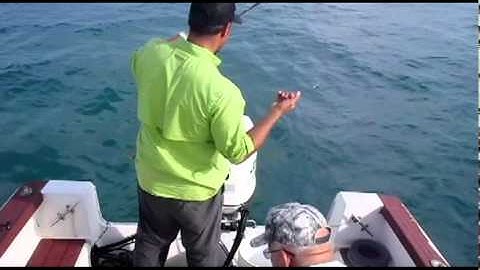 How to catch Bait: Ballyhoo