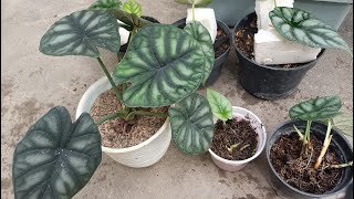 2 Cara Memperbanyak Tanaman Alocasia Dragon Scale [Eps. 4]