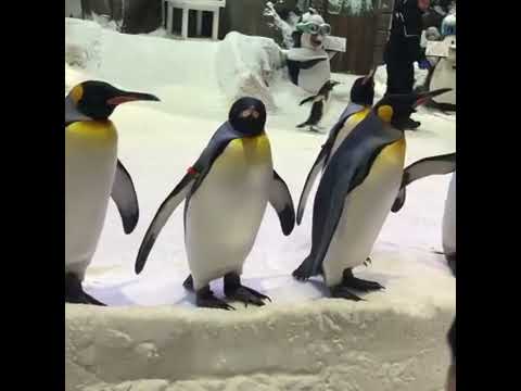 TwinUnicornTwins at Ski Dubai 2