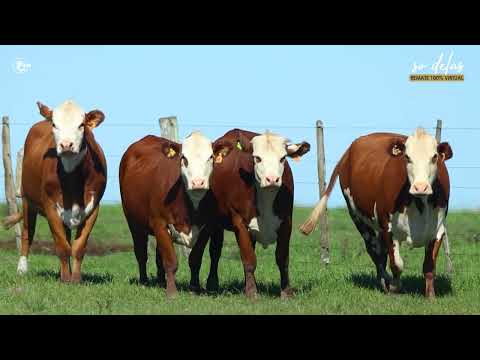 Lote 05   4 Vacas Braford
