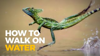 The Insane Biology of: The Jesus Christ Lizard by Real Science 183,239 views 1 month ago 16 minutes