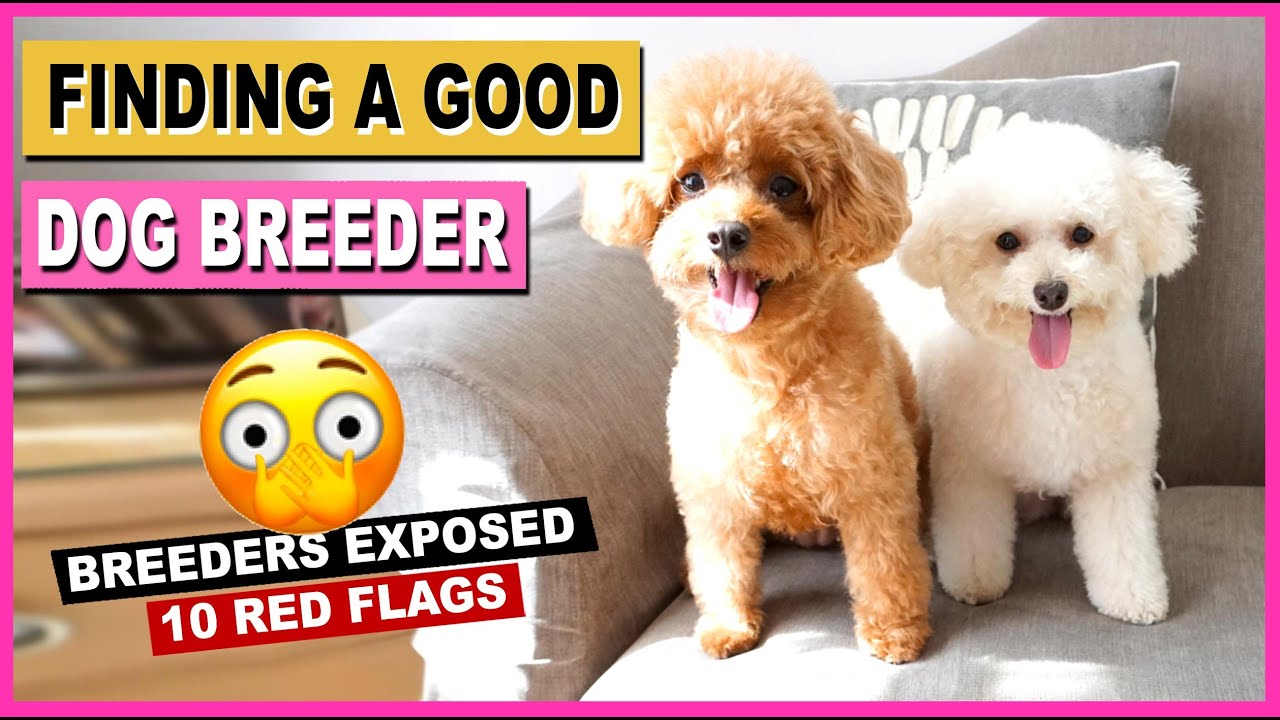 Toy Poodle Breeder