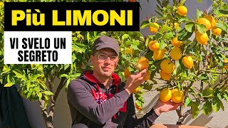 🍋 Segreto Svelato: Limone Pieno di Frutti