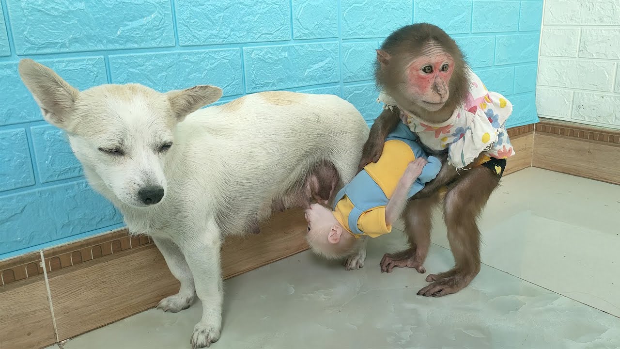 MiMi failed to prevent baby monkey Su from drinking mother dog's milk