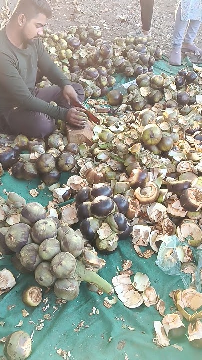 summer-fruit-tadgola-in-marathi-is-called-ice-apple-in-english