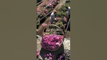 القرآن راحة النفسيه💫 تلاوة خاشعة حالات واتس اب قرآن كريم