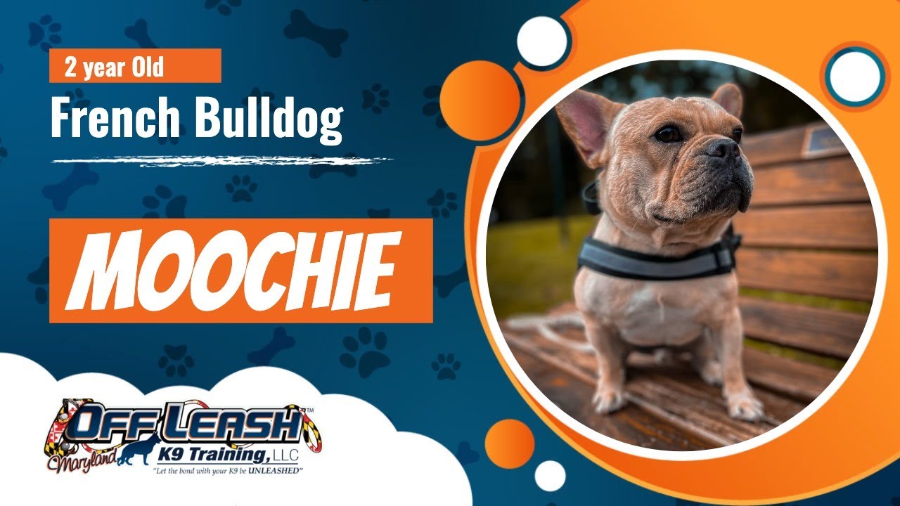 Are French Bulldogs Good Off Leash