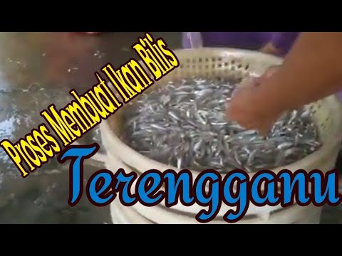 Video: Cara Membuat Ikan Bilis
