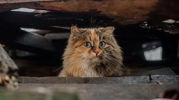 Why Do Cats Hiss?🐱😾