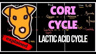 Lactate cycle (Cori cycle). LDH function. The logic of Lactic acid cycle.  Biochemistry for Step 1