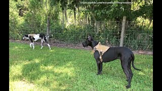 Great Danes Enjoy a Walk With New Tactical Dog Harnesses Great Danes Enjoy a Walk With New Tactical Dog Harnesses