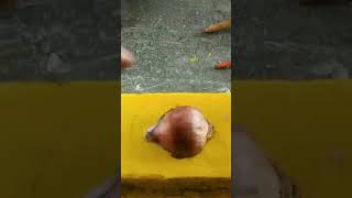 How To Oniongadapa Muggulu Gadapa Design