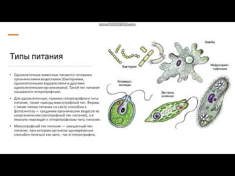 7 класс Одноклеточные животные (Простейшие) Общая характеристика простейших