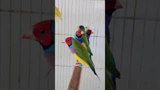 Guldian Finches #parrot #finches #exoticpets #guldianfiches