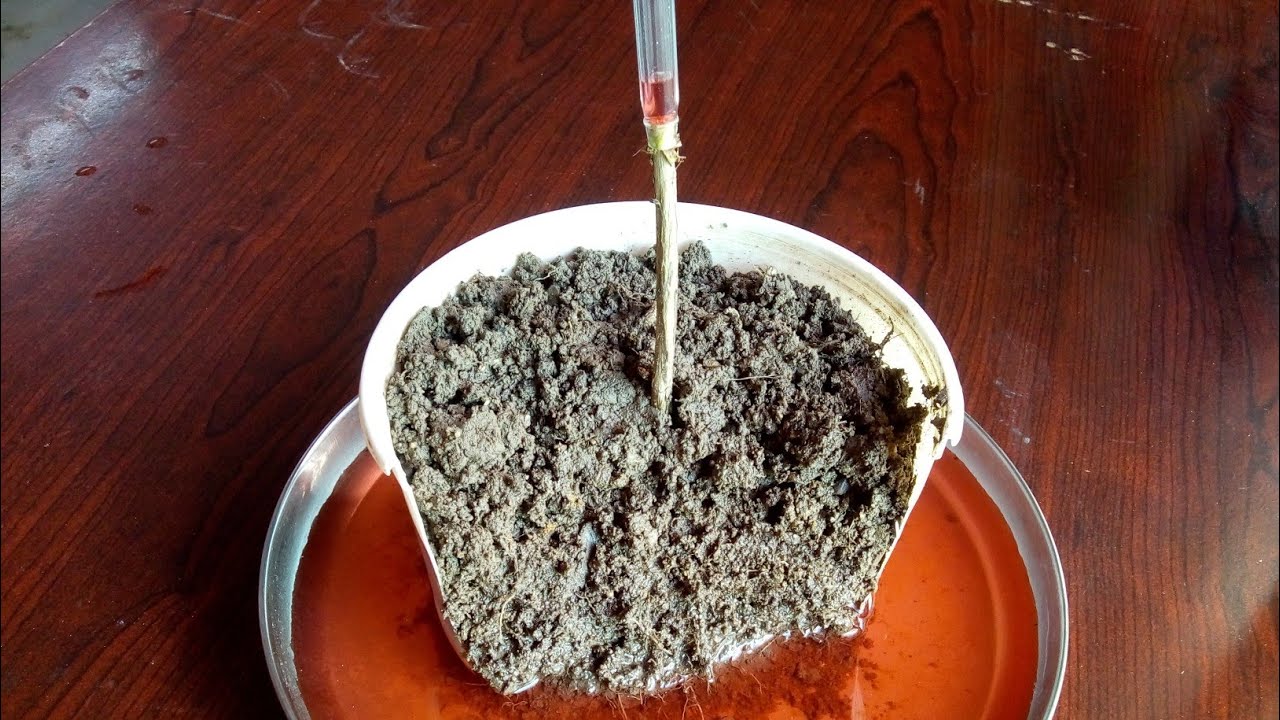 Root Pressure in Plants | Easy Water Transport Experiment | Class 10 ...