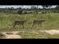 Two Cheetahs spotted at Imbali