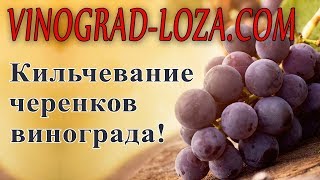 Кильчевание черенков винограда в домашних условиях