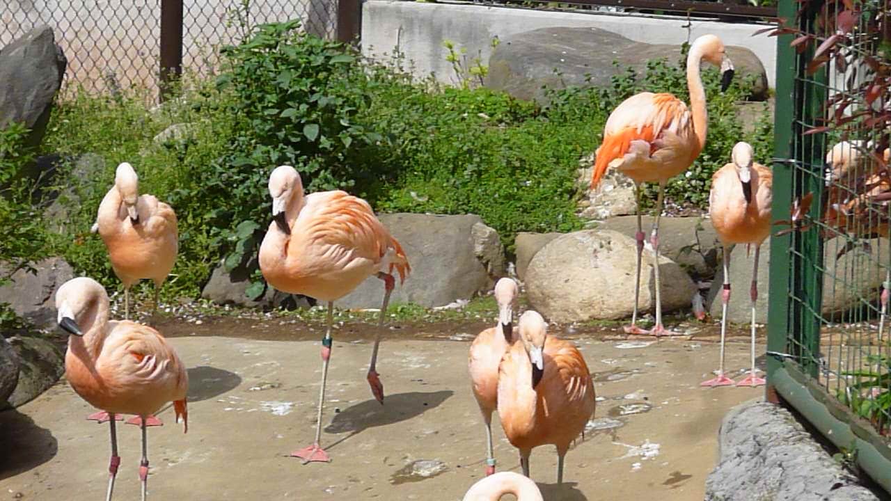 4月19日の記念日 誕生石 誕生花 誕生酒 雑学等のまとめ