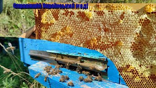 Як добувають мед в Українському селі! How honey is extracted in Ukraine village! 4к video