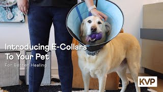 Introducing ECollars to Pets | The Better Pet Care Company