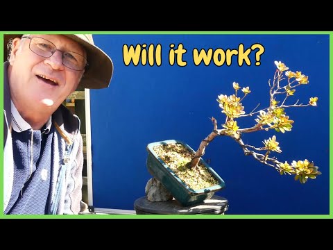 Comment AMÉLIORER votre bonsaï en utilisant 3 techniques SIMPLES