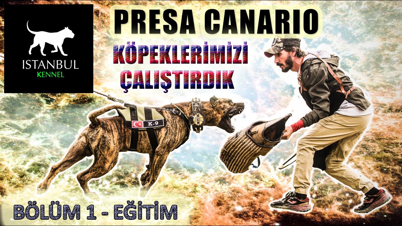 PRESA CANARIO - KÖPEKLERİMİZİ ÇALIŞTIRDIK - EĞİTİM ( BÖLÜM 1 ) #presacanario #guarddog #workingdog