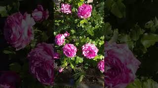 Розы - Красивые Цветы В Саду #Дача #Цветы #Розы #Роза #Flower #Flowering #Garden #Gardening