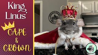 Making Linus the Chinchilla a King's Cape & Crown | Chinpals