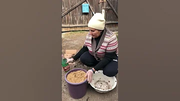 Как хранить клубни георгинов зимой