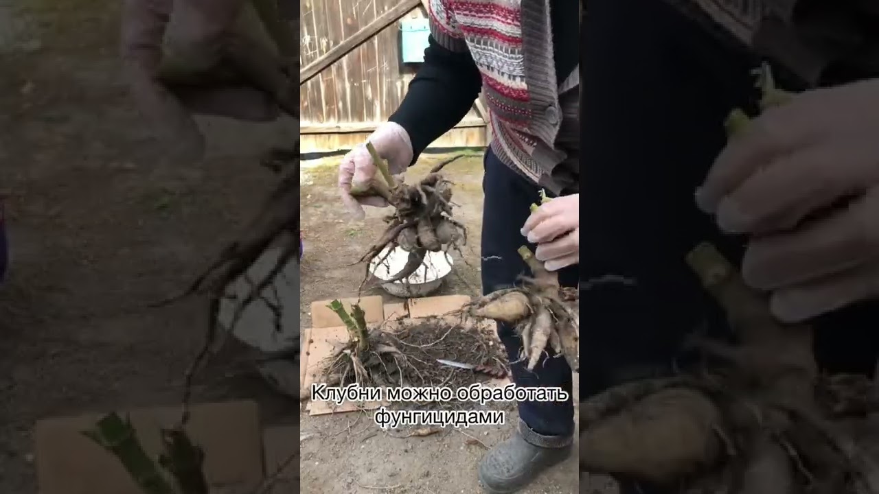 Как хранить клубни георгинов зимой