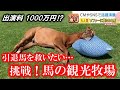 「使い方わかっているんだな」…牧場で目にした元競走馬の脱力系ニュースを深堀り