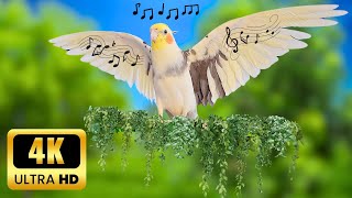 4K ultra HD Green Nature Cockatiel singing  #cockatiel #calopsita #Sultanpapağanı #كوكاتيل by MATI BIRD 1,135 views 1 month ago 2 hours, 2 minutes