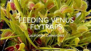 What do Venus Flytraps Eat and How?