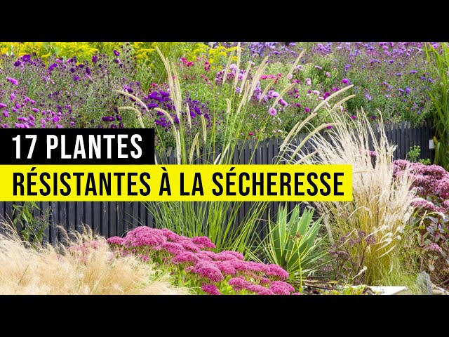 Un truc à faire en juin pour des plantes qui tiennent la canicule ? Facile, et super efficace