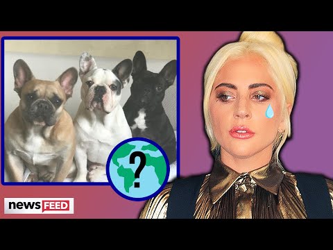 Lady Gaga DISTRAUGHT After Shooting & Dog Theft!