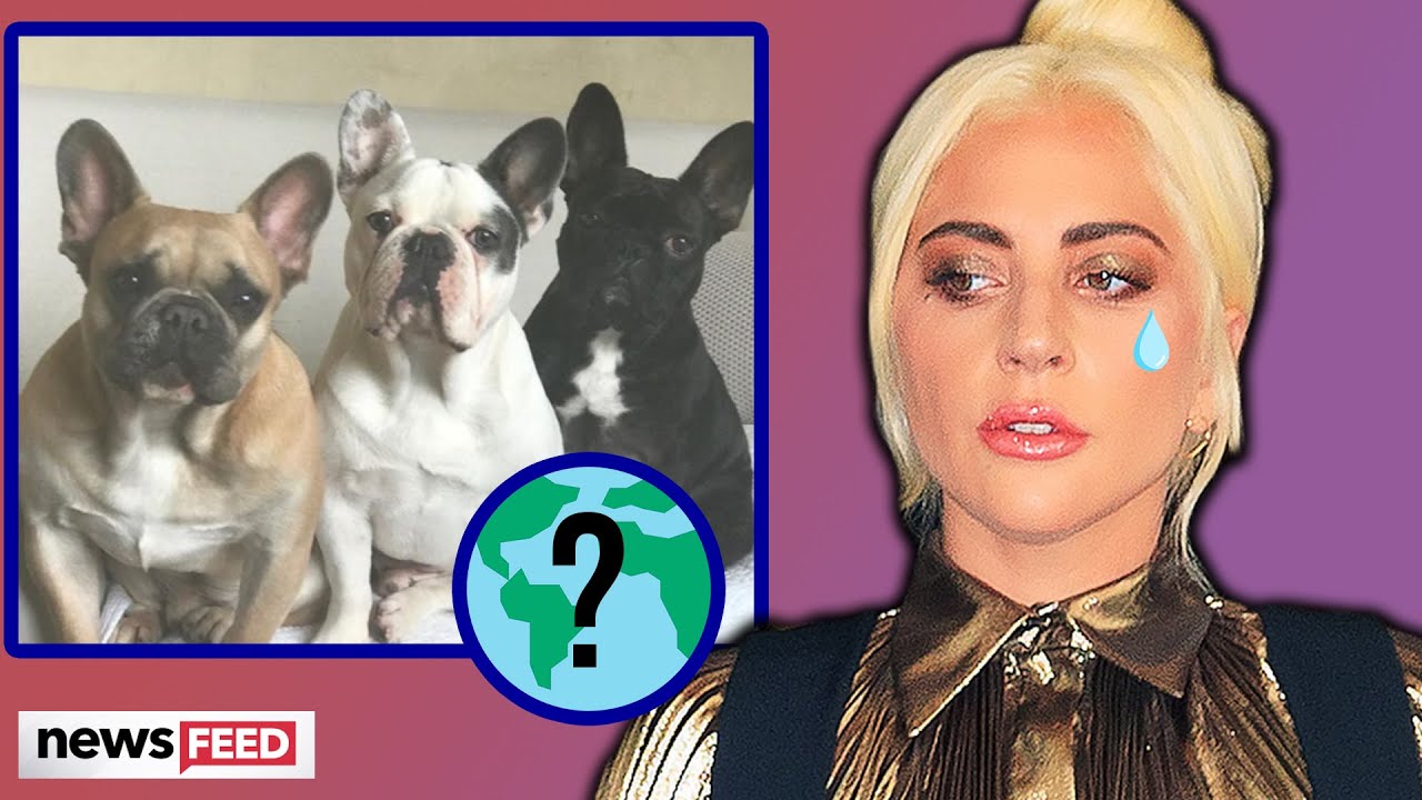 Lady Gaga DISTRAUGHT After Shooting & Dog Theft!