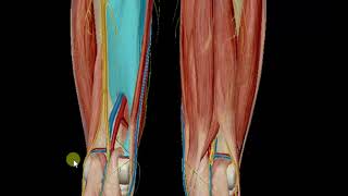The Sciatic Nerve 3D Origin, Course,End, Relations Branches