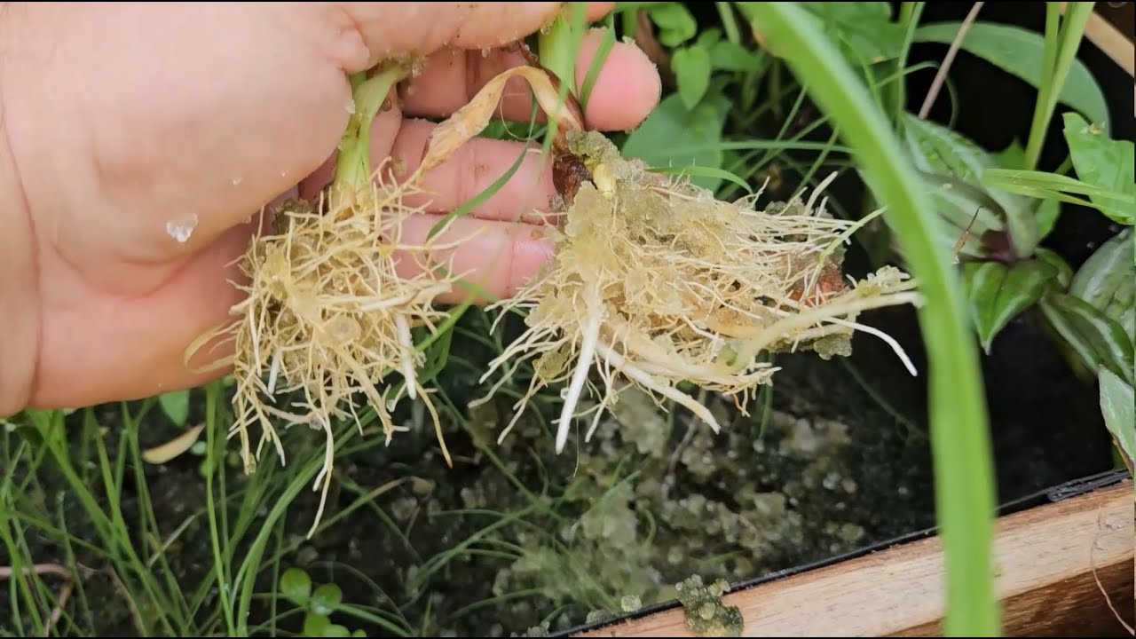 Gel de Plantio HIDROSILO  para plantar em MARTE - Conheça essa inovação brasileira