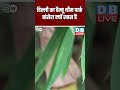 दिल्ली का बैम्बू थीम पार्क बांसेरा क्यों खास है #shorts #ytshorts #shortvideo #breakingnews #dblive