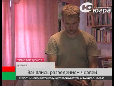 Чем нужно кормить дождевых червей, чтобы они приносили прибыль Чем нужно кормить дождевых червей, чтобы они приносили прибыль
