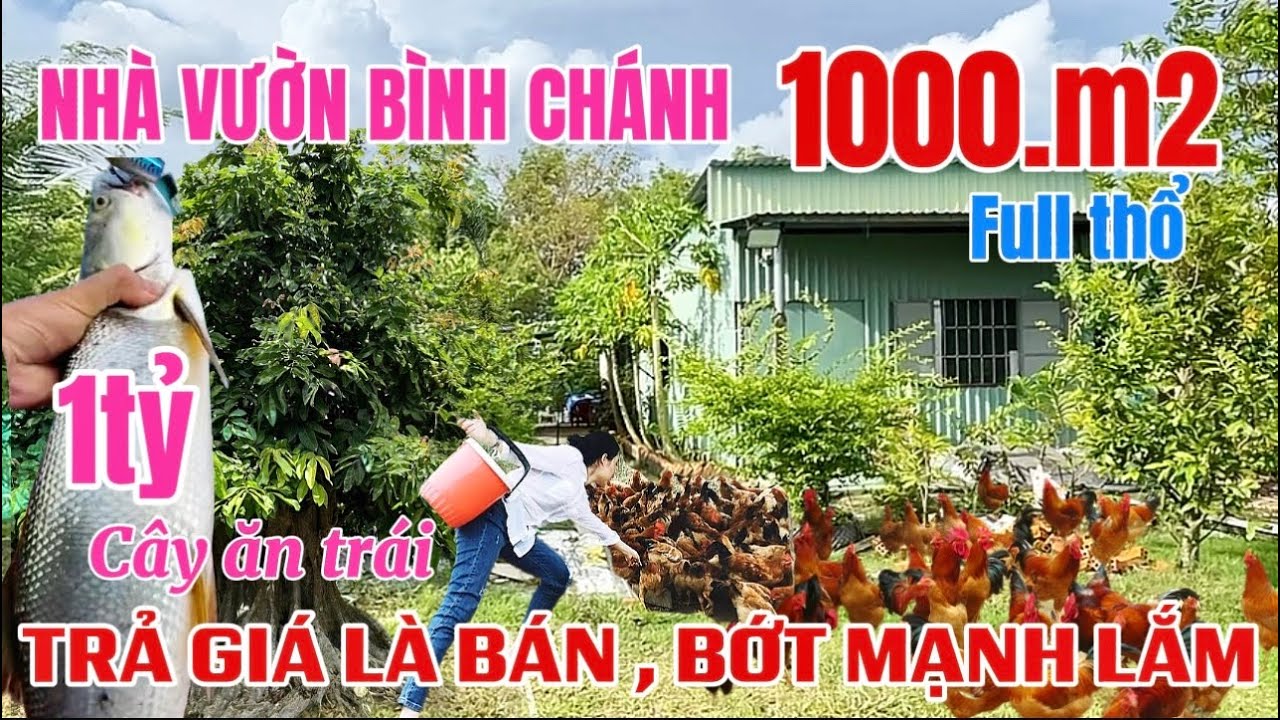 🔥CHỊ 2 NUÔI GÀ VỠ NỢ BÁN LUÔN NHÀ VƯỜN TRẢ NỢ. 1000m2 full thổ gần CHỢ BÌNH CHÁNH