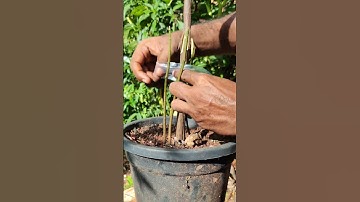 | Multy Root Grafting |#budding #grafting #propagation #plants #gardening #jackfruit #mango tree