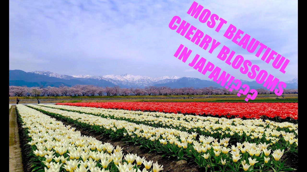 Unexplored Toyama: Spring Quartet in Asahi