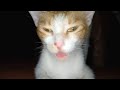 CAT MATING VIDEO COMPILATION  2021