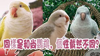 【 Apple 】一樣飼料養百樣鳥，家裡的鳥寶個性怎麼差這麼多呢？#monkparrot #和尚鸚鵡